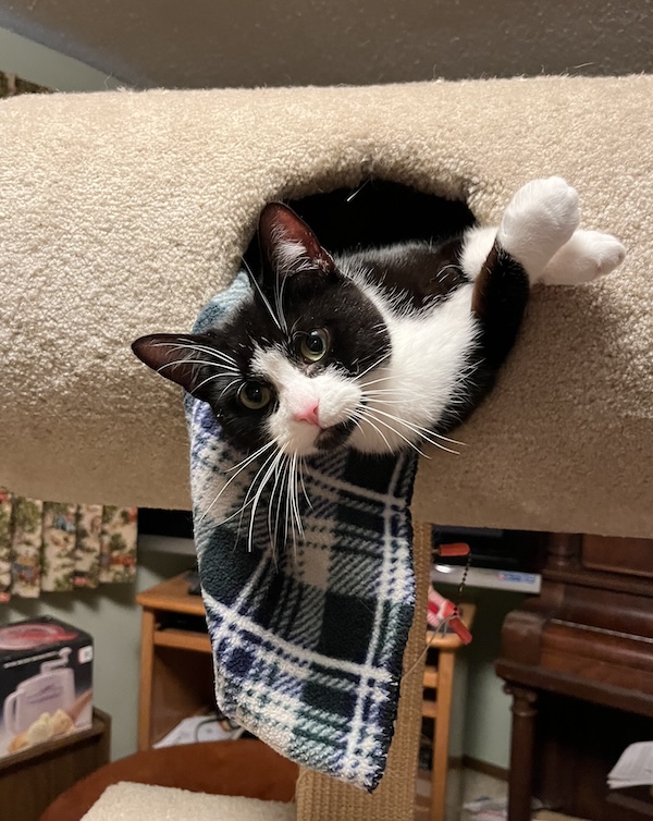 kitten