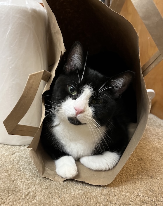 kitten