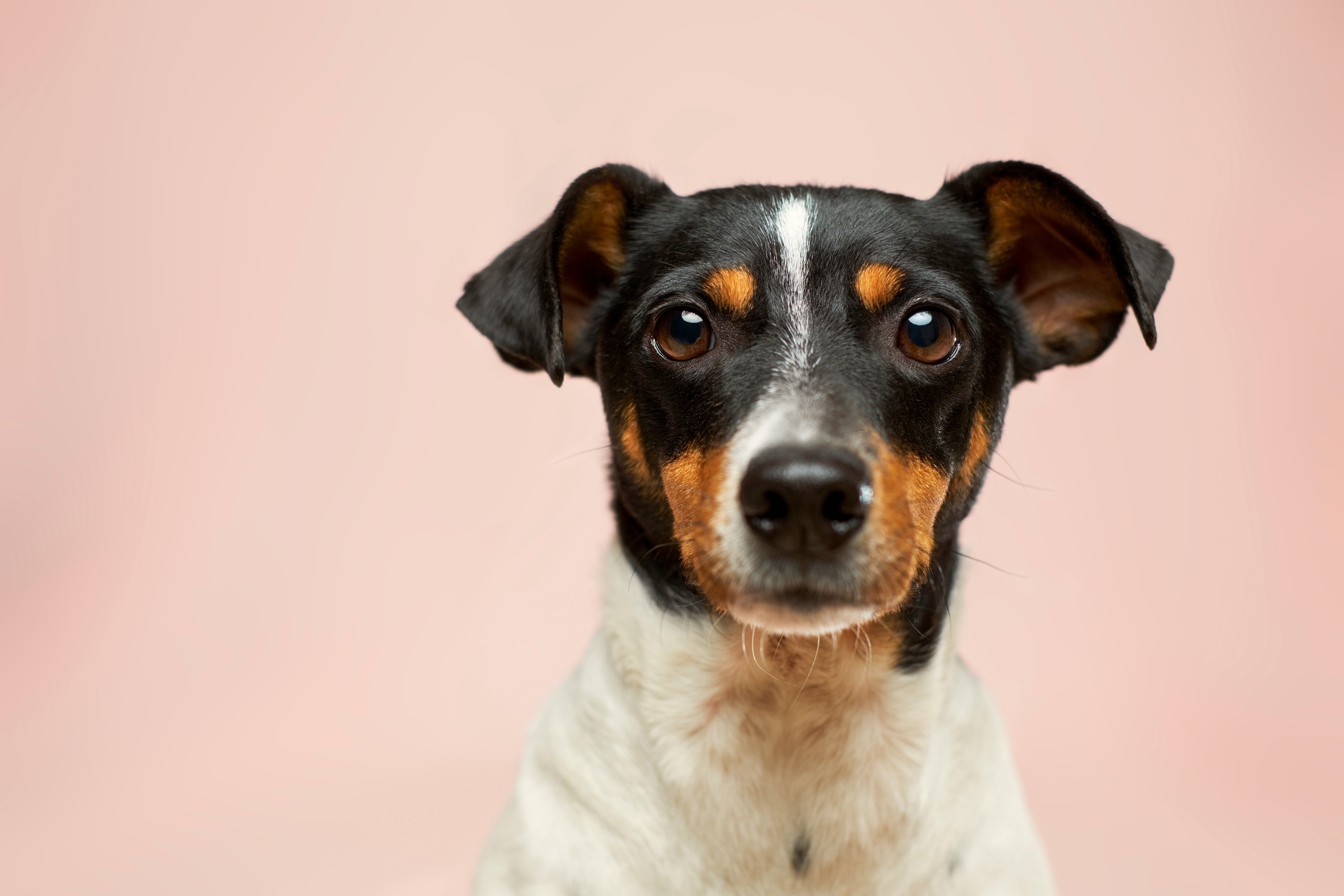 featured dog